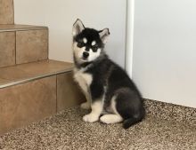 Sweet Alaskan Malamute puppies