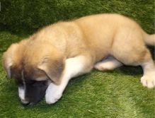 Trained Akita puppies available now.