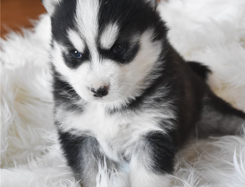 Amazing Pomsky puppies, a male and female. Image eClassifieds4u