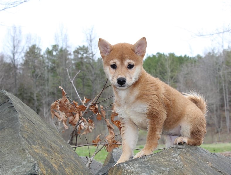 Amazing Shiba inu puppies, a male and female Image eClassifieds4u
