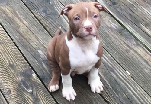 Beautiful Pit-bull puppies available, Image eClassifieds4u