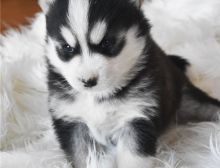 Amazing Pomsky puppies, a male and female. Image eClassifieds4U