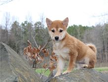 Amazing Shiba inu puppies, a male and female Image eClassifieds4U