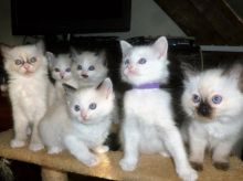 Lovely French Bulldog ready for forever homes!!email info@starmanpetshop.com or text +1 575-303-5071 Image eClassifieds4u 1