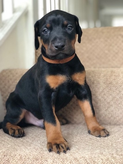 Dramatic Male and female Dobermann puppies Image eClassifieds4u