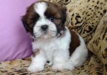 Affectionate shih tzu puppies,