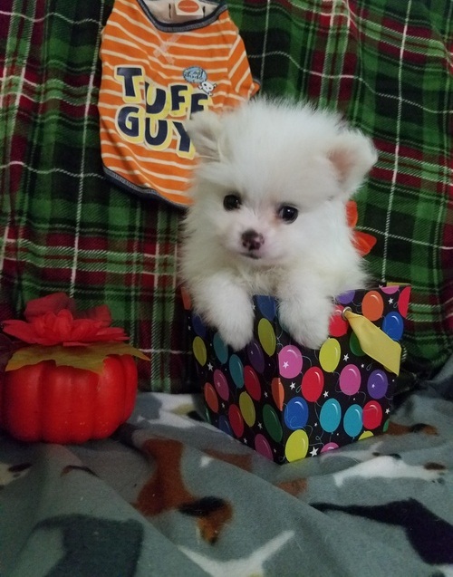 Adorable purebred Pomeranian puppies. Image eClassifieds4u