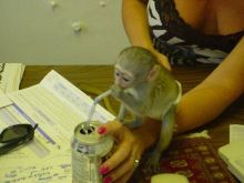 Very healthy and cute Capuchin monkeys. Image eClassifieds4U