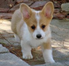 Welsh Pembroke Corgi Puppies