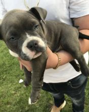 Blue nose American Pit bull terrier pups Available