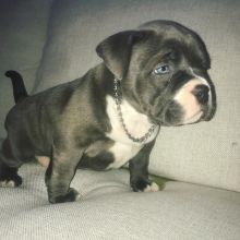 Blue nose American Pit bull terrier pups Available