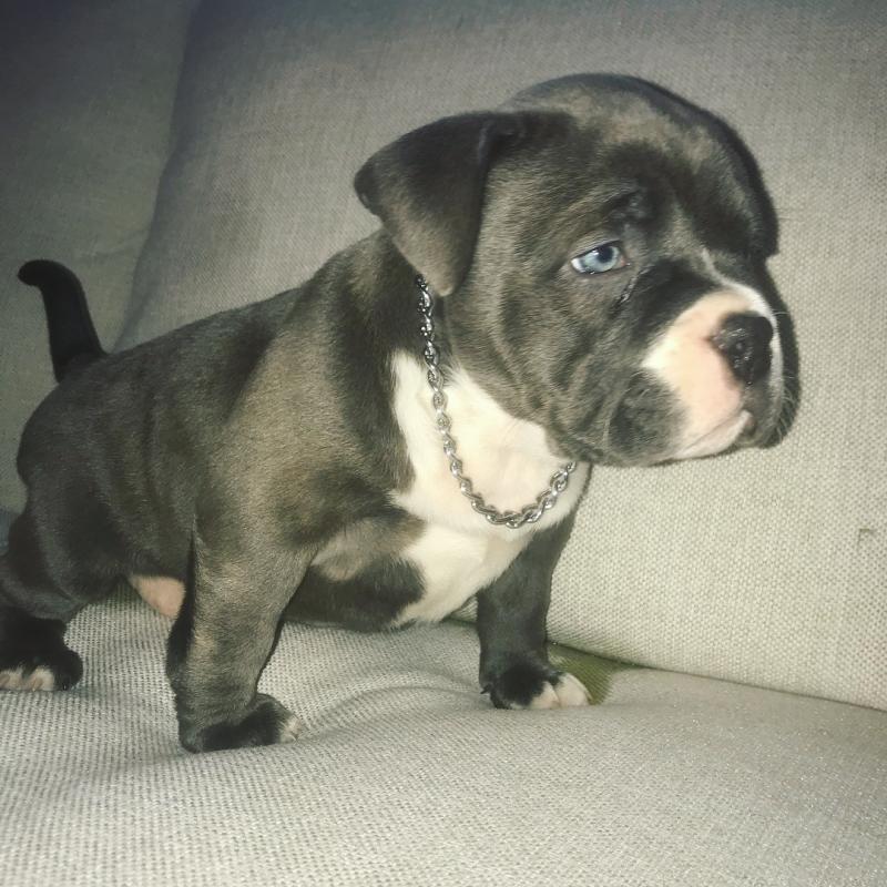 Blue nose American Pit bull terrier pups Available Image eClassifieds4u