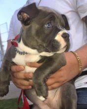 Blue nose American Pit bull terrier pups Available Image eClassifieds4U