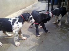 Absolutely Gorgeous Great dane Puppies For Sale