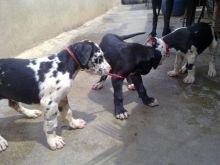 Beautiful Great Dane Puppies For Sale!!!