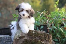 Bueatiful Havanese Puppies Kc Registered!!