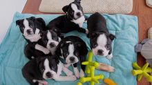 Champagne Kc Boston Terrier Puppies!!
