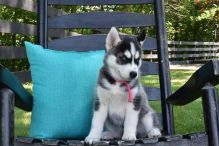 M/F Blue eyes siberian husky puppies