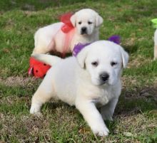 Gorgeous males and females labrador Puppies for sale