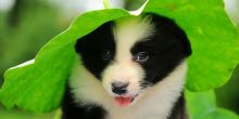 Pedigree BORDER COLLIE Black & white dog (male) puppy available
