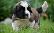 Saint Bernard Puppies Available for sale