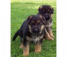 Super Cute and Adorable German Shepherd puppies for sale