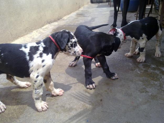 Absolutely Gorgeous Great dane Puppies For Sale Image eClassifieds4u