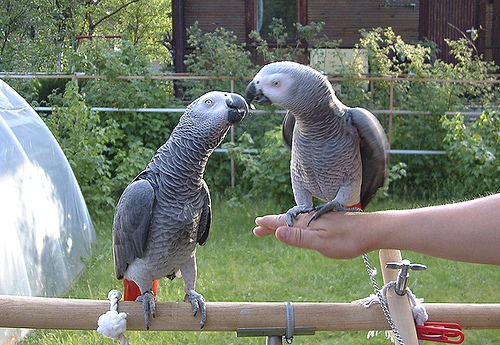 African Grey parrots for sale Image eClassifieds4u