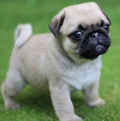 Cute and adorable super Pug Puppies Image eClassifieds4u