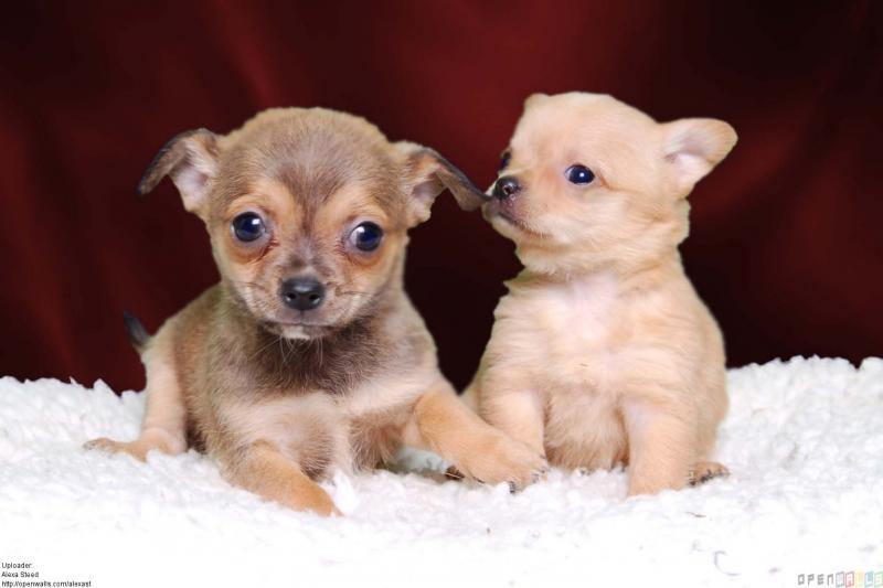 Healthy Chihuahua Puppies for sale Image eClassifieds4u