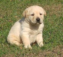 AKC Manificient Golden Retrievers Puppies Image eClassifieds4U