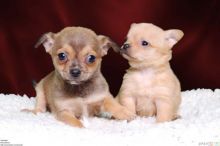 Healthy Chihuahua Puppies for sale Image eClassifieds4U