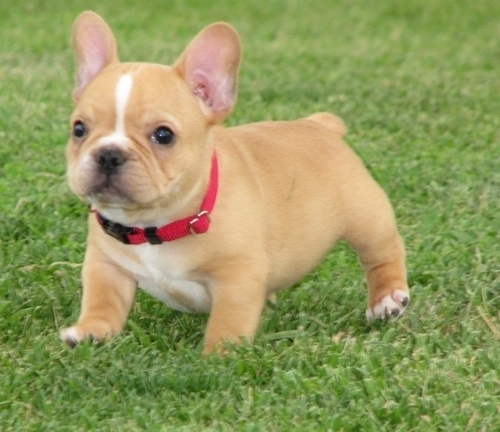 supers Adorable M&F French bulldog Puppies for sale Image eClassifieds4u