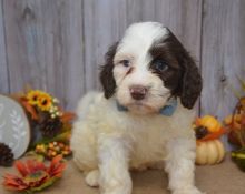 super soft/curly coat Portuguese water dog