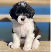gorgeous Portuguese water dog .