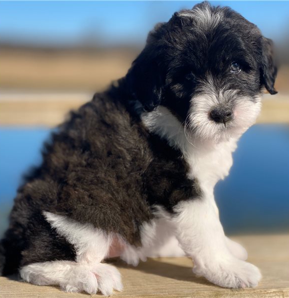Beautiful Portuguese water dog Image eClassifieds4u