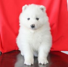 Adorable male and female Samoyed puppies available