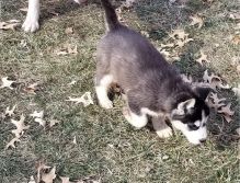 Adorable Siberian Husky puppies available for new homes