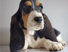 Amazing Male and female Basset Hound puppies ready for adoption
