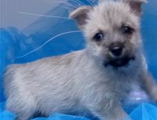 Amazing male and female Cairn terrier pups available