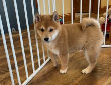 Amazing male and female Shiba Inu puppies available