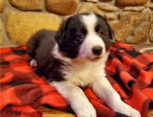 Beautiful male and female Border Collie puppies available