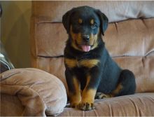 Beautiful male and female Rottweiler puppies