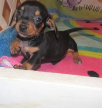 Black and Fawn mini Dachshund Puppies for adoption