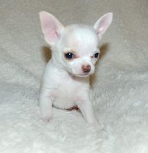 Cute and adorable male and female Chihuahua puppies ready