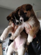 Cute and lovely Male and Female Akita puppies for adoption