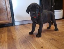 Cute and lovely male and female Great Dane puppies available