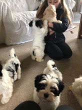 Cute male and female Havanese Puppies ready to go