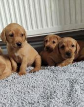 Cute male and female Labrador Retriever puppies for adoption