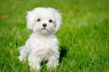 Gorgeous male and female Maltese puppies available for adoption